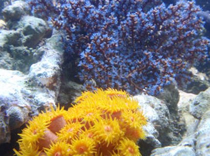 corals inverts - tubastrea faulkneri - orange sun coral stocking in 144 gallons tank - Blueberry Gregonian and Sun Polyps corals inverts - tubastrea faulkneri - orange sun coral stocking in 144 gallons tank - Blueberry Gregonian and Sun Polyps