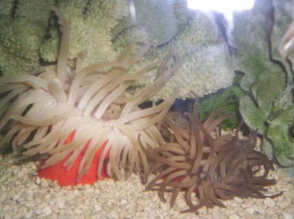 corals inverts - condylactis gigantea - condy anemone stocking in 125 gallons tank - 2 Condy Anenomes corals inverts - condylactis gigantea - condy anemone stocking in 125 gallons tank - 2 Condy Anenomes