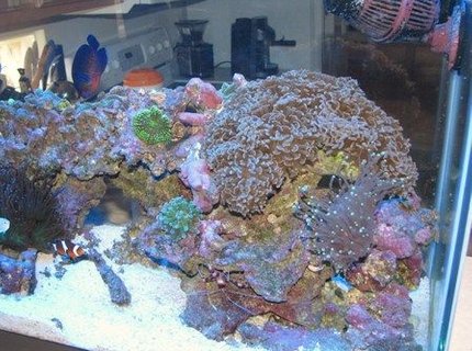 corals inverts - euphyllia ancora - hammer / anchor coral stocking in 55 gallons tank - My 55 Gallon with lots of life corals inverts - euphyllia ancora - hammer / anchor coral stocking in 55 gallons tank - My 55 Gallon with lots of life