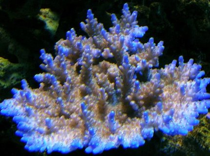 corals inverts - acropora efflorescens - blue tip efflo stocking in 120 gallons tank - Blue tip efflo corals inverts - acropora efflorescens - blue tip efflo stocking in 120 gallons tank - Blue tip efflo