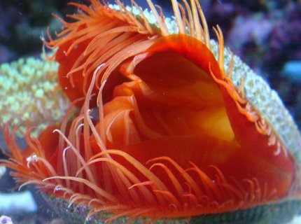 corals inverts - lima scabra - flame scallop stocking in 30 gallons tank - Flamming Scalop corals inverts - lima scabra - flame scallop stocking in 30 gallons tank - Flamming Scalop