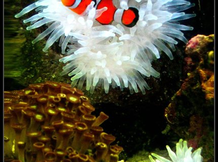 corals inverts - condylactis gigantea - condy anemone stocking in 8 gallons tank - My anenome obsessed clown fish! corals inverts - condylactis gigantea - condy anemone stocking in 8 gallons tank - My anenome obsessed clown fish!