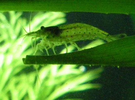 corals inverts - caridina japonica - japonica amano shrimp stocking in 26 gallons tank - amano shrimp corals inverts - caridina japonica - japonica amano shrimp stocking in 26 gallons tank - amano shrimp