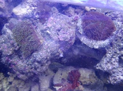 corals inverts - euphyllia cristata - grape coral stocking in 225 gallons tank - coral corals inverts - euphyllia cristata - grape coral stocking in 225 gallons tank - coral