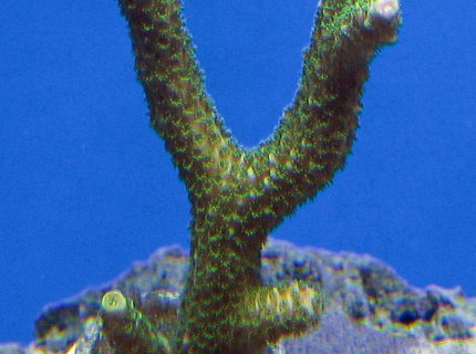 corals inverts - acropora yongei - bali green slimer stocking in 120 gallons tank - Green slimer corals inverts - acropora yongei - bali green slimer stocking in 120 gallons tank - Green slimer