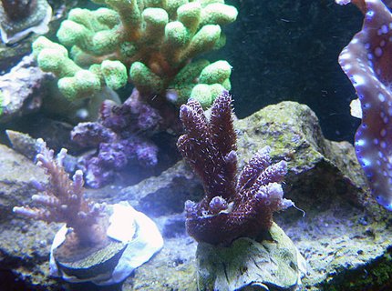 corals inverts - tridacna derasa - derasa clam stocking in 72 gallons tank - 1 corals inverts - tridacna derasa - derasa clam stocking in 72 gallons tank - 1