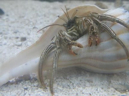 corals inverts - dardanus calidus - hermit crab stocking in 46 gallons tank - Hermit Crab corals inverts - dardanus calidus - hermit crab stocking in 46 gallons tank - Hermit Crab