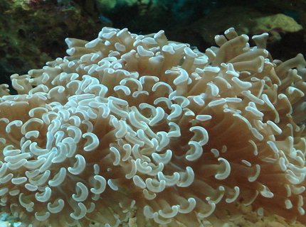 corals inverts - euphyllia ancora - hammer / anchor coral stocking in 44 gallons tank - Hammer Coral. This coral has also done much better in the larger tank with correct lighting, better water flow and better filtration and water quality. corals inverts - euphyllia ancora - hammer / anchor coral stocking in 44 gallons tank - Hammer Coral. This coral has also done much better in the larger tank with correct lighting, better water flow and better filtration and water quality.