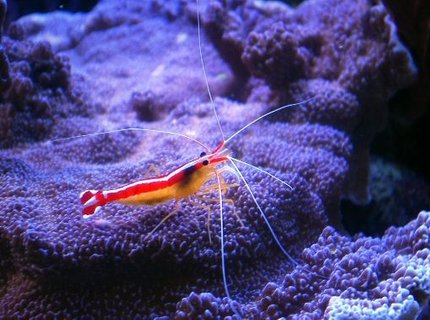 corals inverts - lysmata amboinensis - scarlet skunk cleaner shrimp stocking in 150 gallons tank - cleaner shrimp on montipora undata corals inverts - lysmata amboinensis - scarlet skunk cleaner shrimp stocking in 150 gallons tank - cleaner shrimp on montipora undata