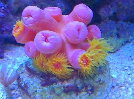 corals inverts - tubastrea faulkneri - orange sun coral stocking in 72 gallons tank - Pink Sun corals inverts - tubastrea faulkneri - orange sun coral stocking in 72 gallons tank - Pink Sun