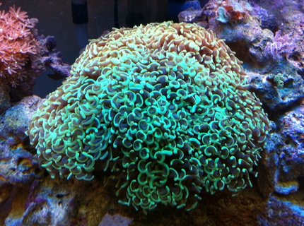 corals inverts - euphyllia ancora - hammer / anchor coral stocking in 56 gallons tank - The Hammer corals inverts - euphyllia ancora - hammer / anchor coral stocking in 56 gallons tank - The Hammer