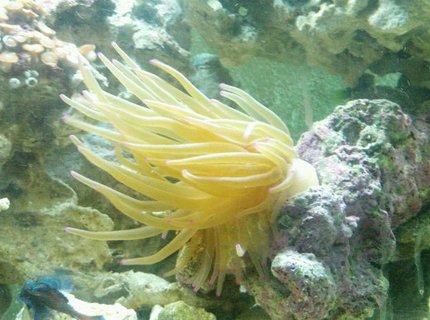 corals inverts - condylactis gigantea - condy anemone stocking in 72 gallons tank - Stretchy corals inverts - condylactis gigantea - condy anemone stocking in 72 gallons tank - Stretchy