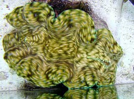 corals inverts - tridacna derasa - derasa clam stocking in 180 gallons tank - Tridacna derasa corals inverts - tridacna derasa - derasa clam stocking in 180 gallons tank - Tridacna derasa