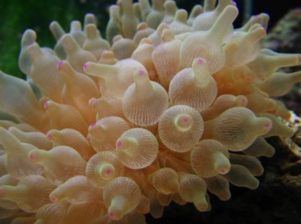 corals inverts - entacmaea quadricolor - bulb anemone stocking in 46 gallons tank - Awsome Bubble ip corals inverts - entacmaea quadricolor - bulb anemone stocking in 46 gallons tank - Awsome Bubble ip