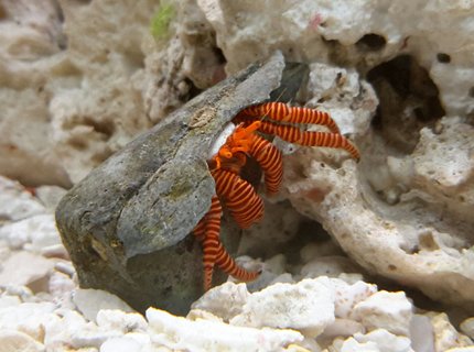 corals inverts - ciliopagurus strigatus - halloween hermit crab stocking in 125 gallons tank - Halloween Crab corals inverts - ciliopagurus strigatus - halloween hermit crab stocking in 125 gallons tank - Halloween Crab