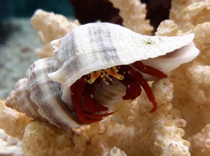 corals inverts - paguristes cadenati - scarlet reef hermit crab stocking in 125 gallons tank - Scarlet Red Legs Crab corals inverts - paguristes cadenati - scarlet reef hermit crab stocking in 125 gallons tank - Scarlet Red Legs Crab