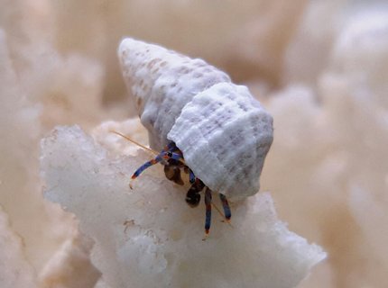 corals inverts - clibanarius sp. - dwarf yellow tip hermit crab stocking in 125 gallons tank - Blue Leg Crab corals inverts - clibanarius sp. - dwarf yellow tip hermit crab stocking in 125 gallons tank - Blue Leg Crab