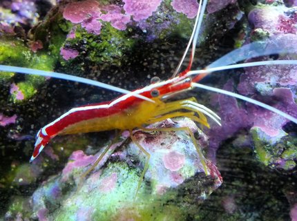 corals inverts - lysmata amboinensis - scarlet skunk cleaner shrimp stocking in 30 gallons tank - Cleaner shrimp corals inverts - lysmata amboinensis - scarlet skunk cleaner shrimp stocking in 30 gallons tank - Cleaner shrimp