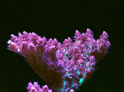 corals inverts - acropora sp. - red planet stocking in 105 gallons tank - Red Planet corals inverts - acropora sp. - red planet stocking in 105 gallons tank - Red Planet