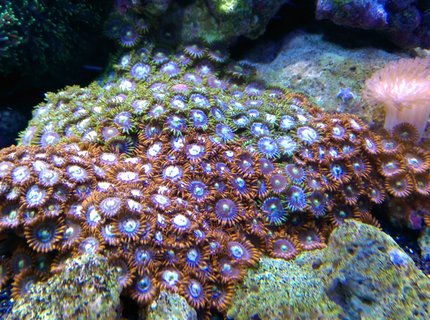 corals inverts stocking in 75 gallons tank - fire and ice zoas and a similar looking colony of green and blue... not sure what they are called corals inverts stocking in 75 gallons tank - fire and ice zoas and a similar looking colony of green and blue... not sure what they are called