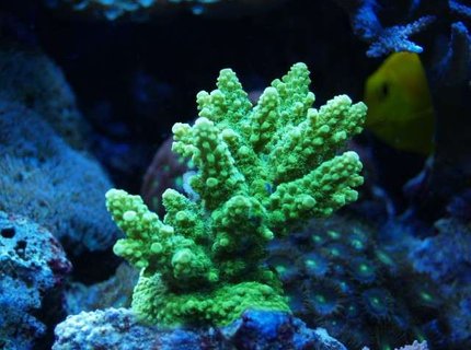 corals inverts - acropora humilis - vivid evergreen acropora coral stocking in 75 gallons tank - got it few month ago corals inverts - acropora humilis - vivid evergreen acropora coral stocking in 75 gallons tank - got it few month ago