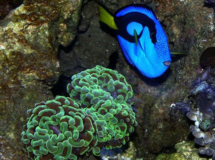 corals inverts - euphyllia ancora - hammer / anchor coral stocking in 170 gallons tank - A vivid Blue Tang next to an Anchor Coral. corals inverts - euphyllia ancora - hammer / anchor coral stocking in 170 gallons tank - A vivid Blue Tang next to an Anchor Coral.