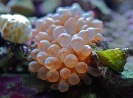 corals inverts - entacmaea quadricolor - rose bulb anemone stocking in 14 gallons tank - Rose BTA corals inverts - entacmaea quadricolor - rose bulb anemone stocking in 14 gallons tank - Rose BTA