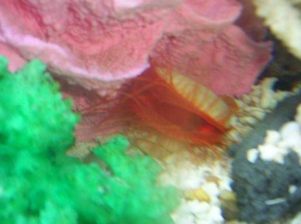 corals inverts - lima scabra - flame scallop stocking in 55 gallons tank - flame scollop corals inverts - lima scabra - flame scallop stocking in 55 gallons tank - flame scollop