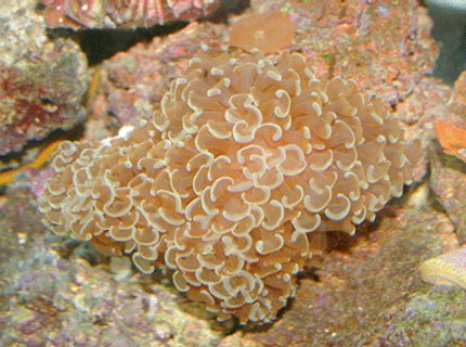 corals inverts - euphyllia ancora - hammer / anchor coral stocking in 55 gallons tank - Coral corals inverts - euphyllia ancora - hammer / anchor coral stocking in 55 gallons tank - Coral