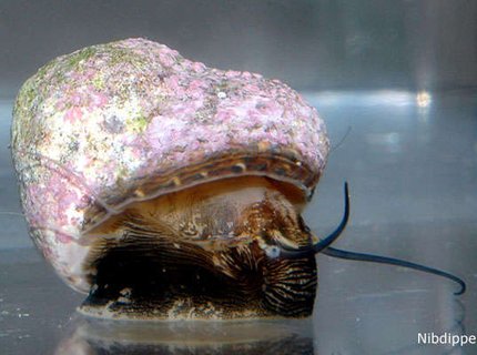 corals inverts - margarites pupillus - margarita snail stocking in 24 gallons tank - Marguerita Snail in acclimation tank corals inverts - margarites pupillus - margarita snail stocking in 24 gallons tank - Marguerita Snail in acclimation tank