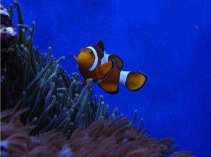 corals inverts - entacmaea quadricolor - bubble tip anemone stocking in 140 gallons tank - Clown over BTA corals inverts - entacmaea quadricolor - bubble tip anemone stocking in 140 gallons tank - Clown over BTA