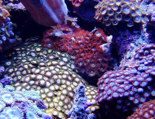 corals inverts - zoanthus sp. - tubs blue zoanthids - First Tank 55g f/o well set out that way but starting to dabble. Cleaner crew was next step then......
New pics of tank now updated. Check out my web site!!! corals inverts - zoanthus sp. - tubs blue zoanthids - First Tank 55g f/o well set out that way but starting to dabble. Cleaner crew was next step then......
New pics of tank now updated. Check out my web site!!!