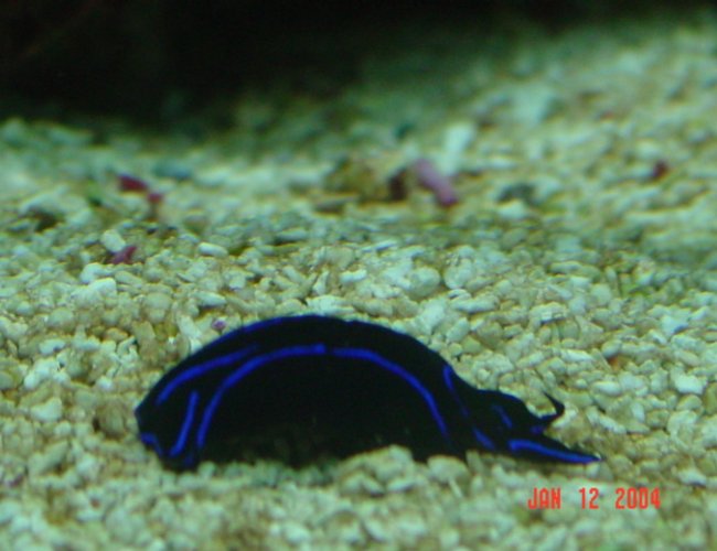 corals inverts - aplysia sp. - sea hare stocking in 72 gallons tank corals inverts - aplysia sp. - sea hare stocking in 72 gallons tank