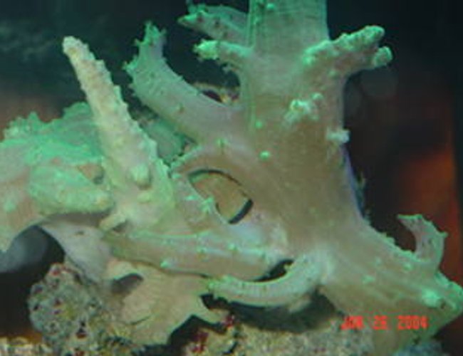 corals inverts - paralemnalia sp. - tree coral stocking in 72 gallons tank corals inverts - paralemnalia sp. - tree coral stocking in 72 gallons tank