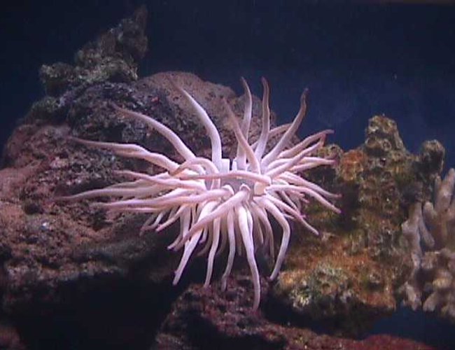 corals inverts - condylactis gigantea - condy anemone - I have a 120 gallon semi reef tank as my hobby for about 3.5 years. corals inverts - condylactis gigantea - condy anemone - I have a 120 gallon semi reef tank as my hobby for about 3.5 years.