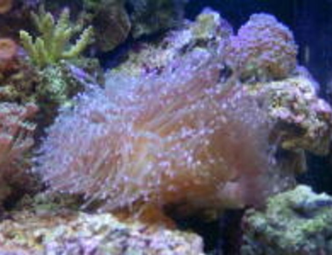 corals inverts - euphyllia glabrescens - torch coral - 55 gal reef tank corals inverts - euphyllia glabrescens - torch coral - 55 gal reef tank