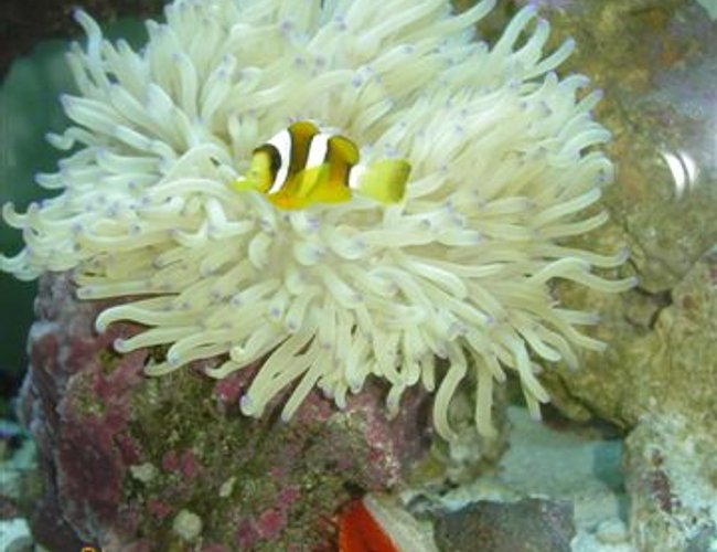 corals inverts - condylactis gigantea - condy anemone - 65 gallon tank with shrimp: banded, fire, skunk, 2 soft coral, 1 hard coral, 60lbs live rock 3" sand bed, 5 snails, 10-12 crabs, brittle star, scallop, 3 feather dusters, purple tipped anenome, 2 cucumbers, flame angel, purple firefish, 2 clark clowns, 1 bi-color blenny, 1 purple starfish. corals inverts - condylactis gigantea - condy anemone - 65 gallon tank with shrimp: banded, fire, skunk, 2 soft coral, 1 hard coral, 60lbs live rock 3" sand bed, 5 snails, 10-12 crabs, brittle star, scallop, 3 feather dusters, purple tipped anenome, 2 cucumbers, flame angel, purple firefish, 2 clark clowns, 1 bi-color blenny, 1 purple starfish.