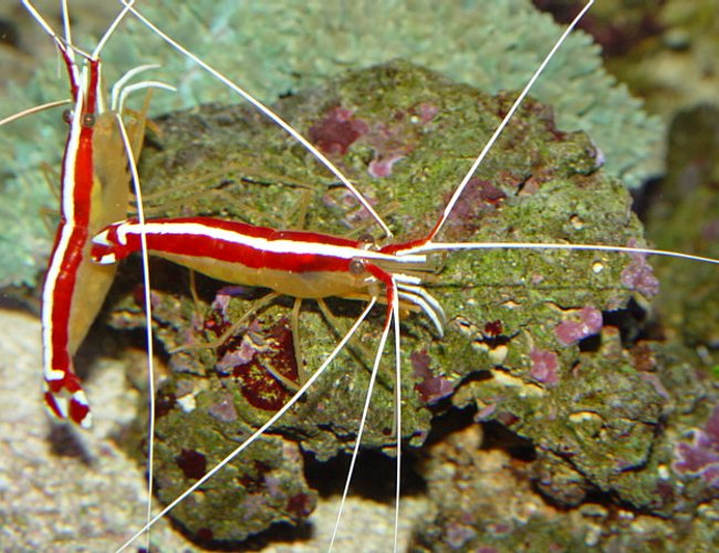 corals inverts - lysmata amboinensis - scarlet skunk cleaner shrimp corals inverts - lysmata amboinensis - scarlet skunk cleaner shrimp