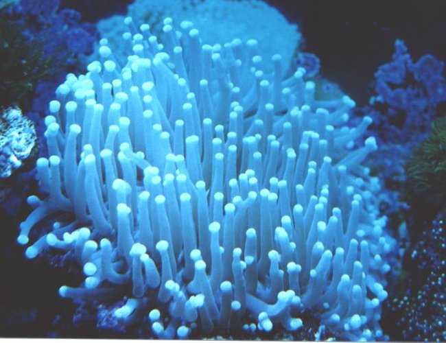 corals inverts - heliofungia actiniformis - plate coral, long tentacle corals inverts - heliofungia actiniformis - plate coral, long tentacle