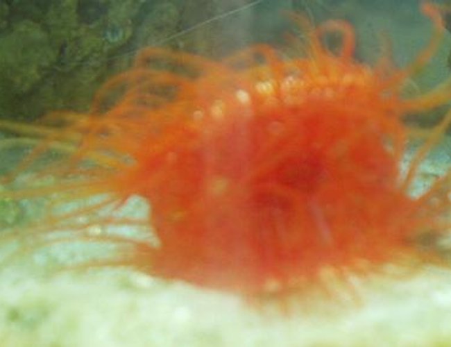 corals inverts - lima scabra - flame scallop - Saltwater with some corals, inverts, and reefs soon corals inverts - lima scabra - flame scallop - Saltwater with some corals, inverts, and reefs soon