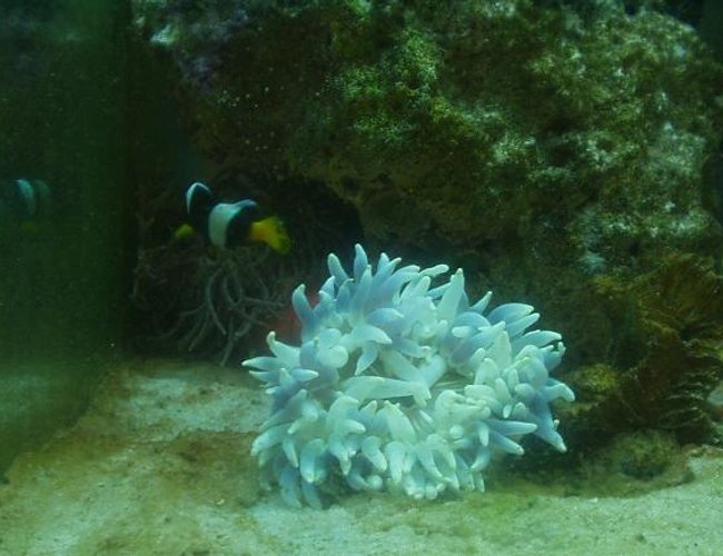 corals inverts - entacmaea quadricolor - bulb anemone - Saltwater with some corals, inverts, and reefs soon corals inverts - entacmaea quadricolor - bulb anemone - Saltwater with some corals, inverts, and reefs soon