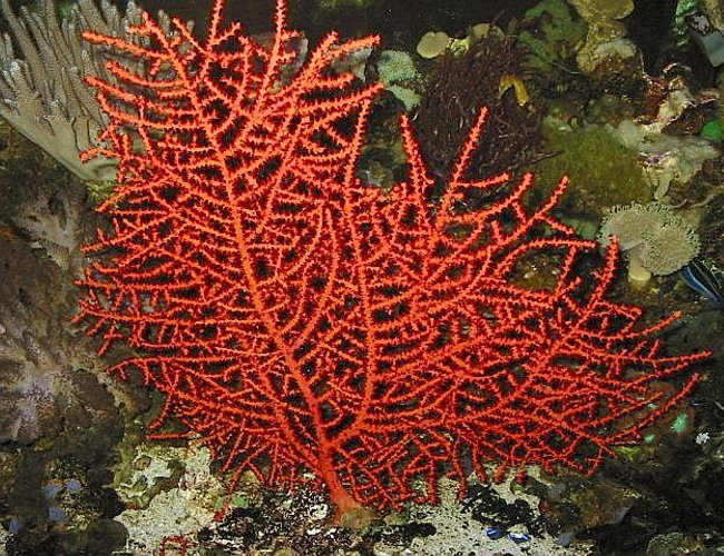 corals inverts - swiftia exserta - orange tree gorgonian - 120 reef tank
2 400 20,000K
6 55 blue PC
Tide pool 2
tons of fish and coral and inverts corals inverts - swiftia exserta - orange tree gorgonian - 120 reef tank
2 400 20,000K
6 55 blue PC
Tide pool 2
tons of fish and coral and inverts