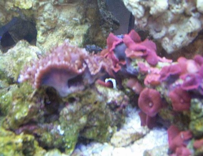 corals inverts - actinodiscus sp. - red mushroom corals inverts - actinodiscus sp. - red mushroom