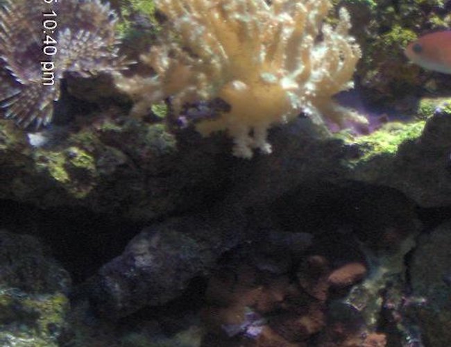 corals inverts - sinularia flexibis - spaghetti finger leather coral stocking in 72 gallons tank - corals corals inverts - sinularia flexibis - spaghetti finger leather coral stocking in 72 gallons tank - corals