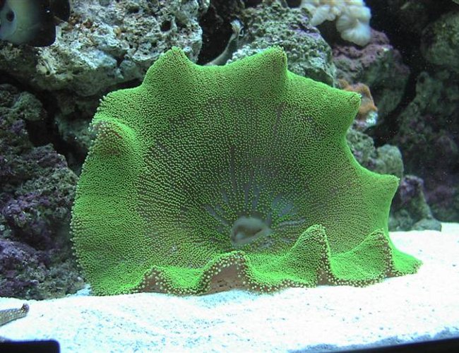 corals inverts - stichodactyla haddoni - green carpet anemone stocking in 125 gallons tank - Green carpet anemone corals inverts - stichodactyla haddoni - green carpet anemone stocking in 125 gallons tank - Green carpet anemone