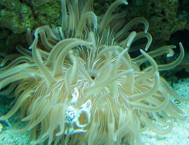 corals inverts - condylactis gigantea - condy anemone corals inverts - condylactis gigantea - condy anemone