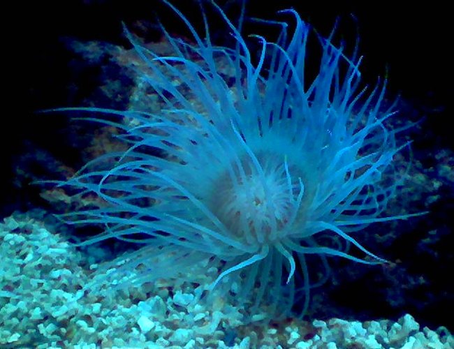 corals inverts - cerianthus membranacea - tube anemone - 90 cm length tank with reef, coral and fish. corals inverts - cerianthus membranacea - tube anemone - 90 cm length tank with reef, coral and fish.