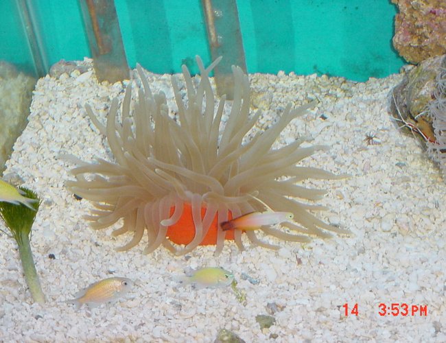 corals inverts - condylactis gigantea - condy anemone corals inverts - condylactis gigantea - condy anemone