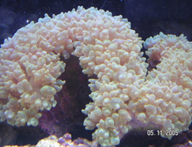 corals inverts - physogyra sp. - bubble coral, pearl stocking in 55 gallons tank - Fox Coral corals inverts - physogyra sp. - bubble coral, pearl stocking in 55 gallons tank - Fox Coral