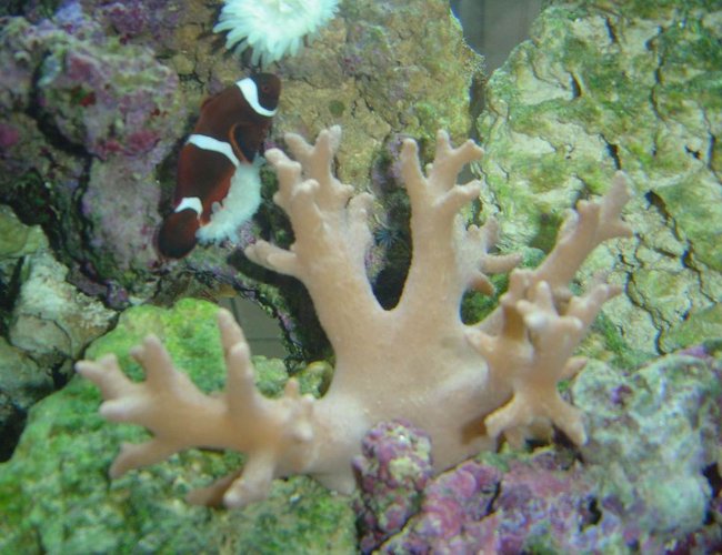 corals inverts - paralemnalia sp. - tree coral stocking in 150 gallons tank - soft coral corals inverts - paralemnalia sp. - tree coral stocking in 150 gallons tank - soft coral